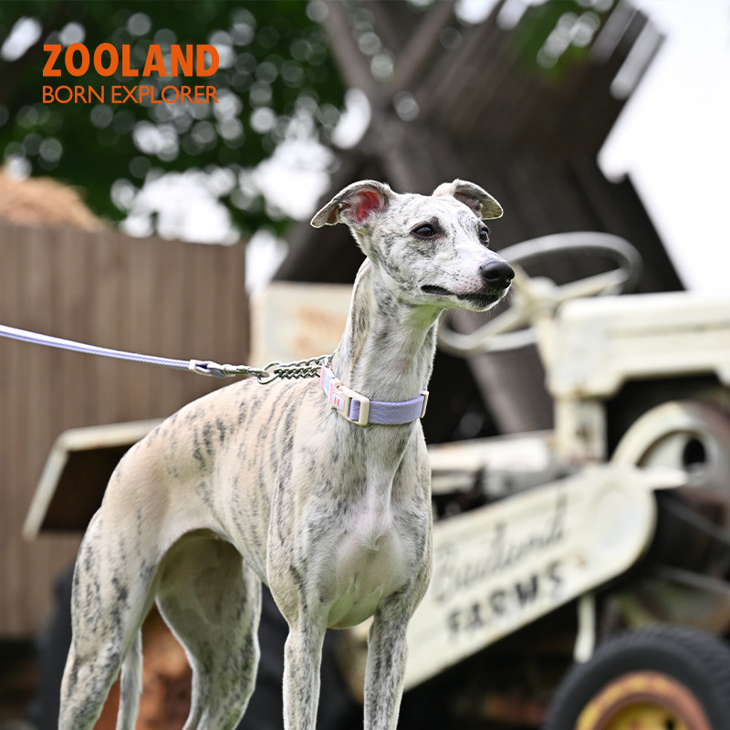 ZOOLAND宠物狗狗半P链项圈牵引绳图片