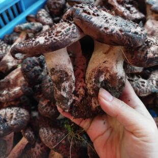 高原新鲜野生獐子菌黑虎掌