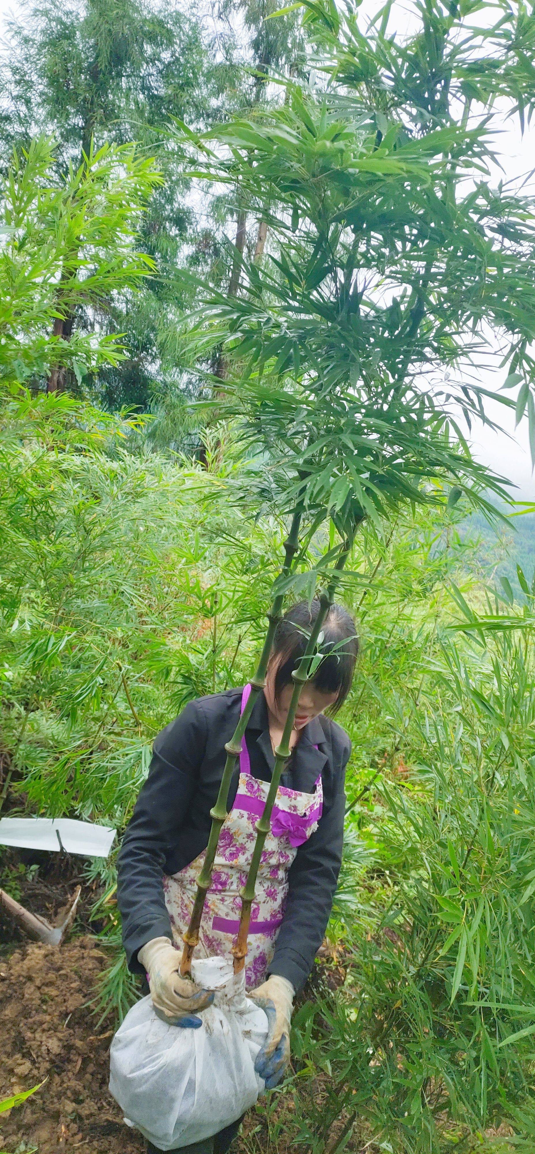 筇竹,罗汉竹,算盘珠子异形竹盆景山地种植观赏植物