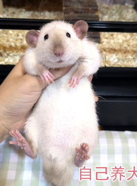 暹罗玩具 多种款式选择 浅蓝色 哈士奇