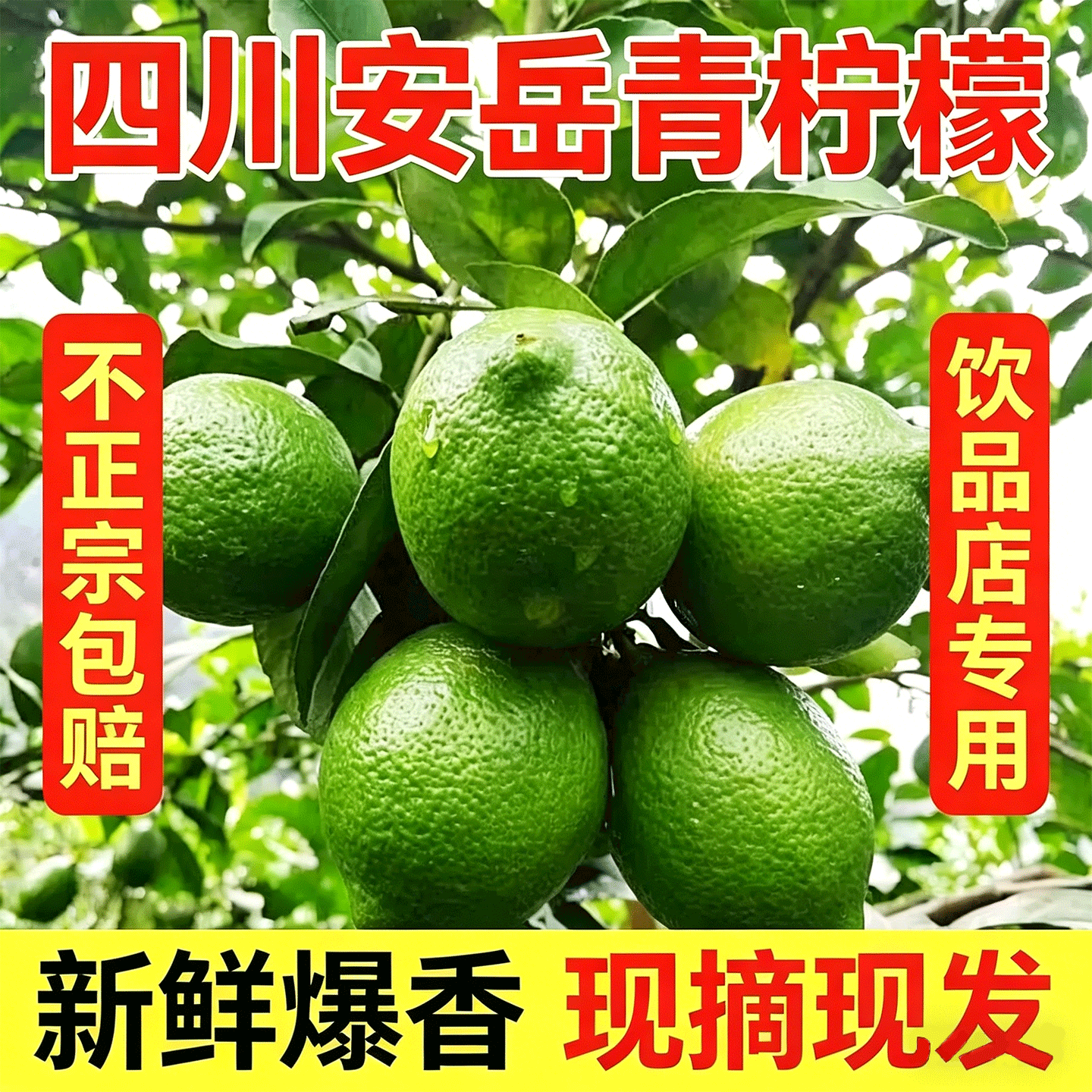 正宗四川安岳青柠檬新鲜鲜果奶茶店泡茶专用一级果青柠整箱绿柠