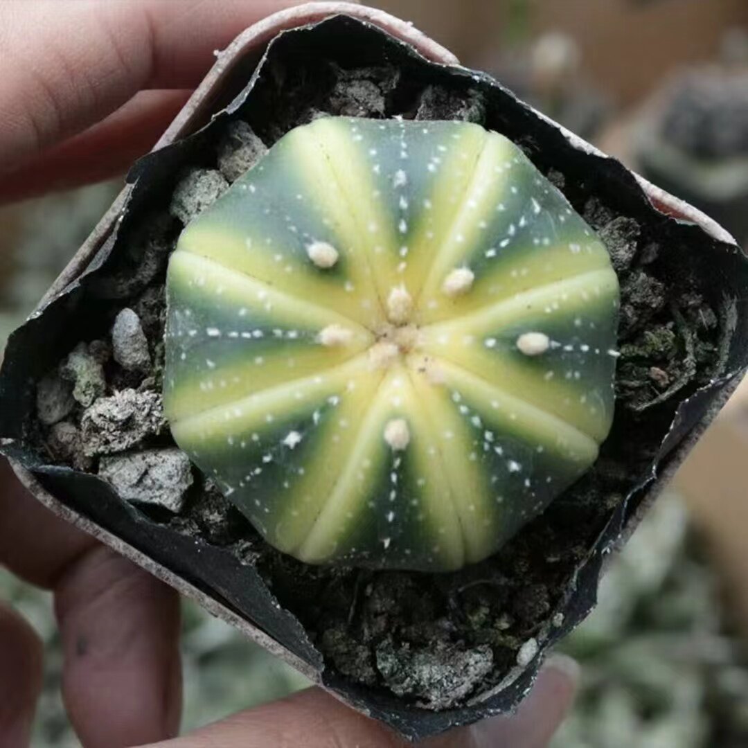 药锦星兜实生仙人球趣味西瓜兜开花黄花仙人掌办公室防辐射小盆栽