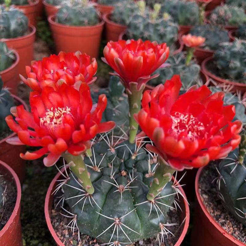 绯花玉仙人球绯花玉小盆栽桌面绿植防辐射多肉植物室内可开花仙人图片