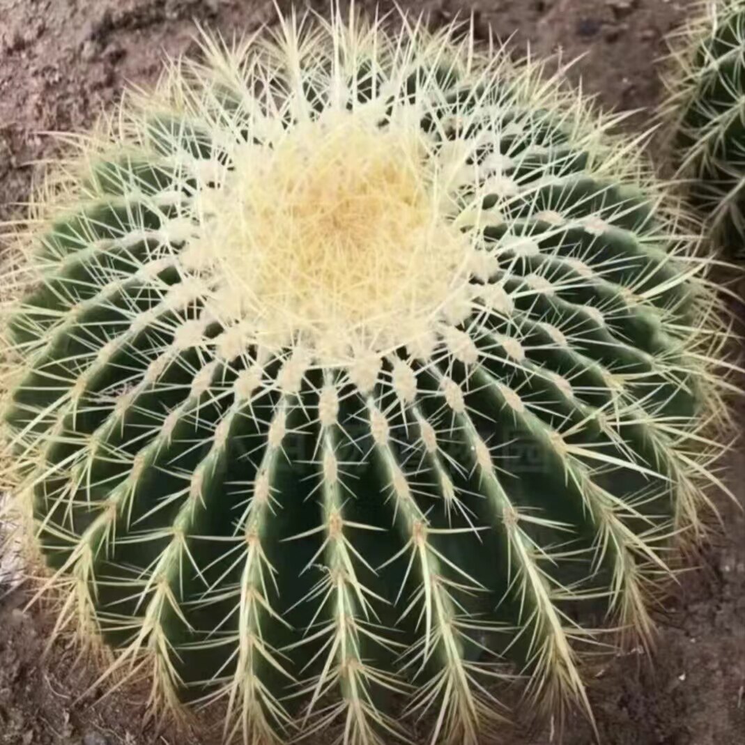 超大金虎仙人球盆栽花卉绿植多肉多肉植物