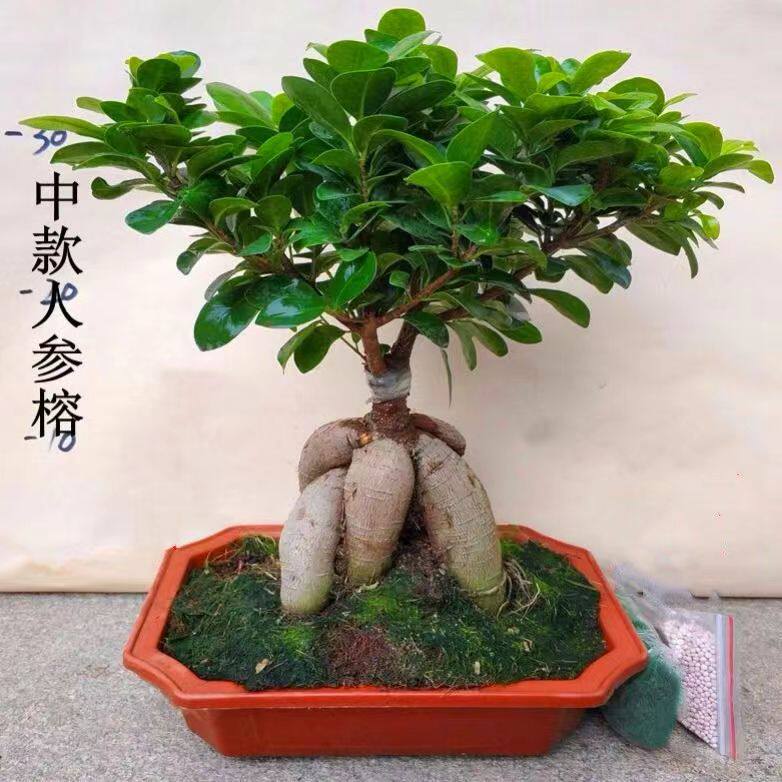 人参榕小叶榕树s造型八字型盆景室内阳台植物地瓜榕老桩易养四季