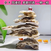 包邮 可选微景观山水太湖菖蒲配景天然奇石 满50 小风凌石 多款