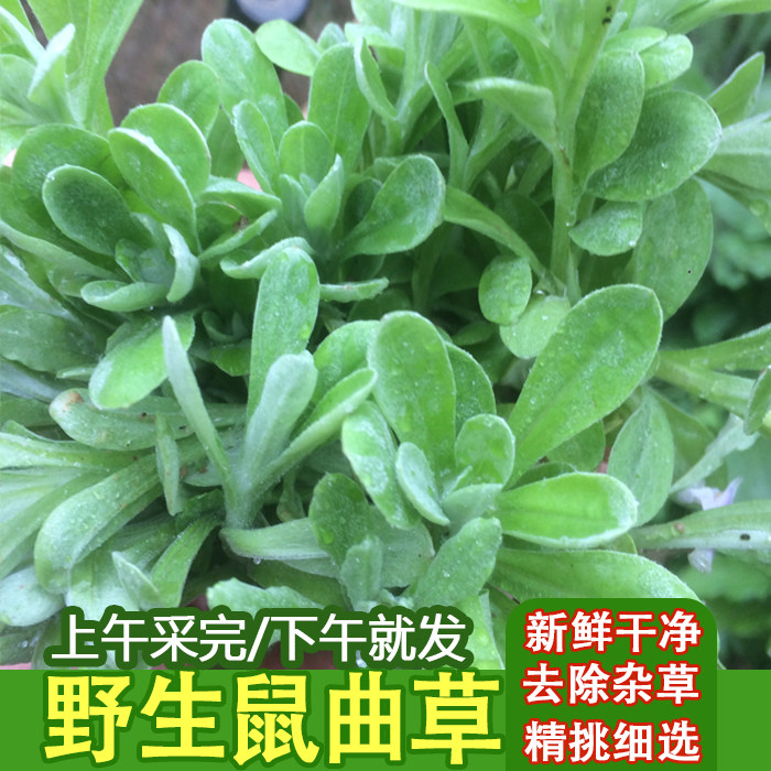 野生鼠曲草新鲜现摘艾草田艾清明果粑粑青团材料佛耳草绒毛草