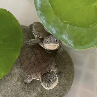 西非龟蛋西非龟热门沼泽侧颈龟孵化有趣的小龟