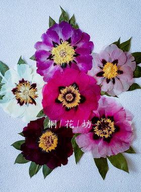 牡丹花干花押花相框标本装饰材料