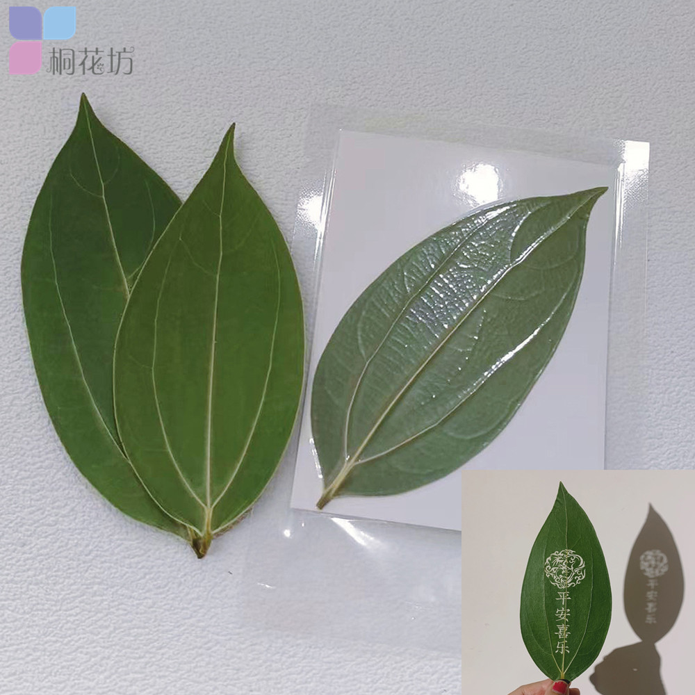 平安叶精品 独立包装树叶标本干燥处理雕刻照片图案叶雕材料批量