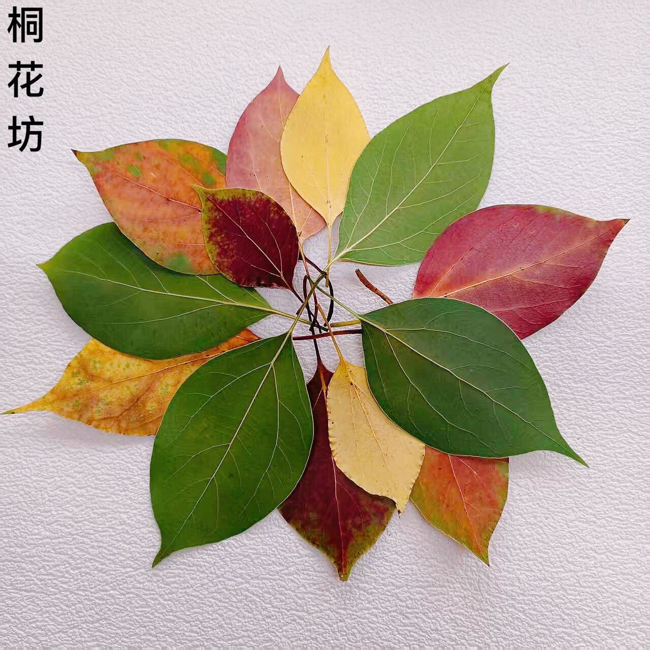 香樟红叶树叶标本植物手工材料