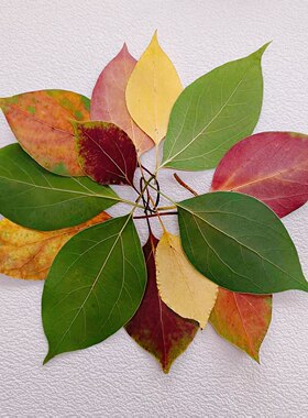 香樟红叶树叶标本植物手工材料
