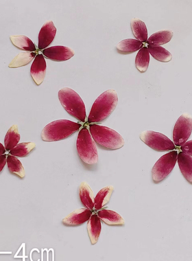 使君子押花压花植物标本手工干花