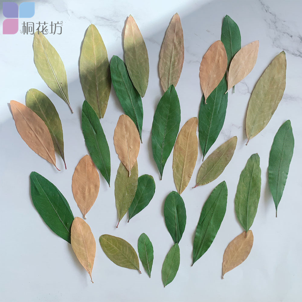压花手工制作儿童diy天然叶子