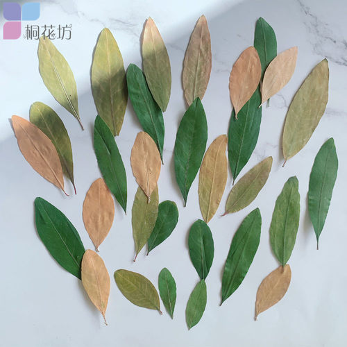 压花手工制作儿童diy天然叶子