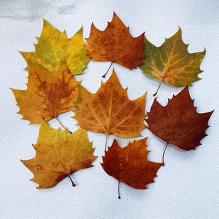 花色秋色黄色梧桐叶干树叶标本落叶干燥处理雕刻图案照片叶雕材料