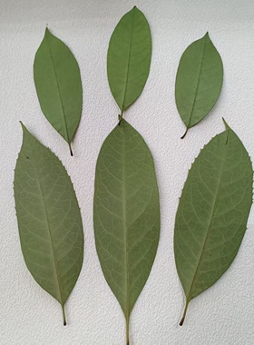 桂花树叶 压花押花植物标本干树叶桂花叶子贴花材料diy贴花押花画