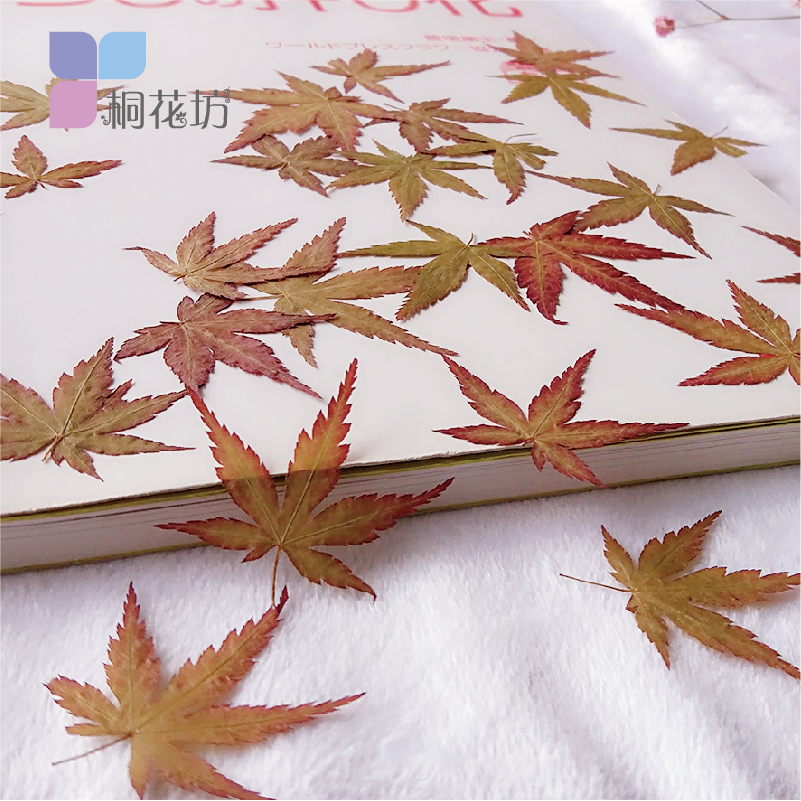 diy押花标本手工植物画枫叶