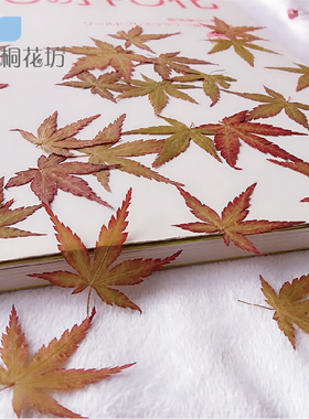 diy押花标本手工植物画枫叶
