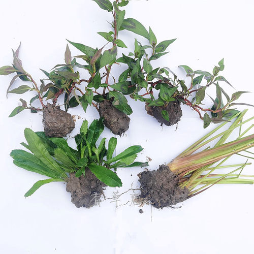鱼生草组合种植盆栽苗鱼生菜鱼香