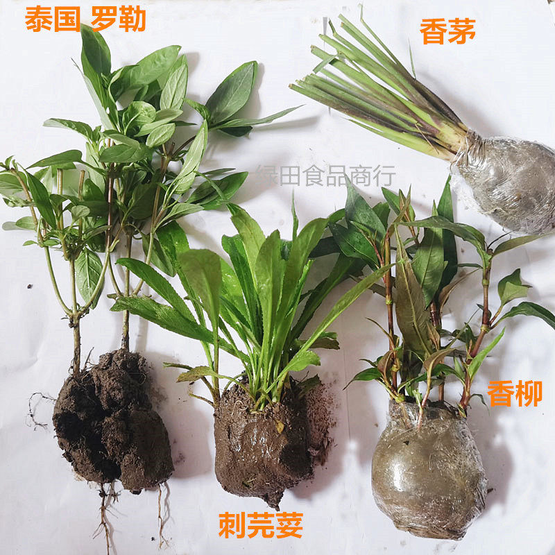香菜组合泰国香草罗勒刺芫荽香柳香茅云南香菜九层塔金盖盆栽苗