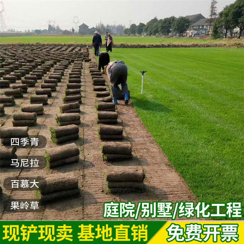 真草坪马尼拉果岭草皮带泥土