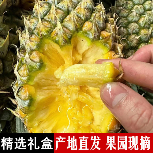 【海南手撕凤梨】新鲜水果树上熟