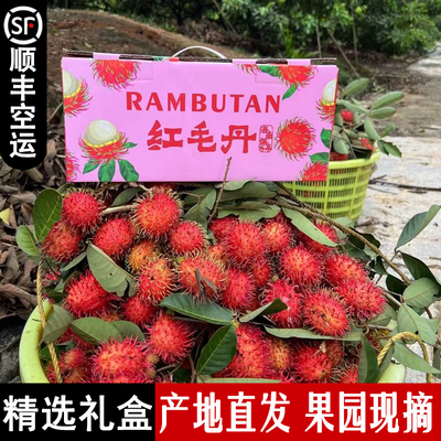 海南红毛丹9斤礼盒精品保亭7号果
