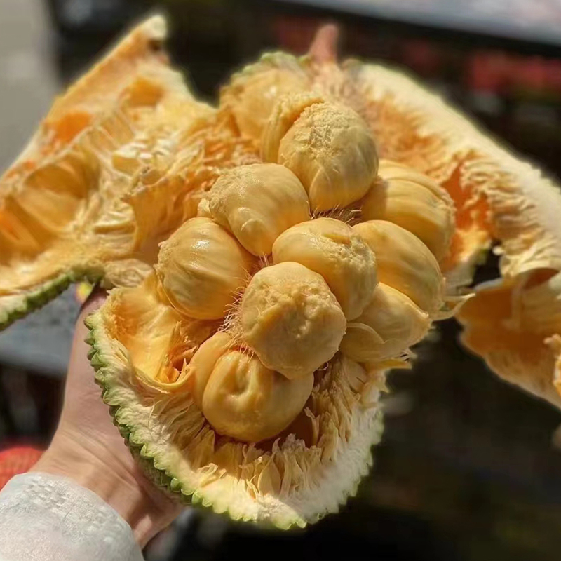 海南榴莲蜜整个8斤新鲜热带水果软糯手撕湿苞菠萝蜜巴掌金钱顺丰 水产肉类/新鲜蔬果/熟食 菠萝蜜 原图主图