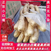 正宗河北小白嘴白山药铁棍怀山药粉糯铁杆淮山药新鲜5斤山药直发