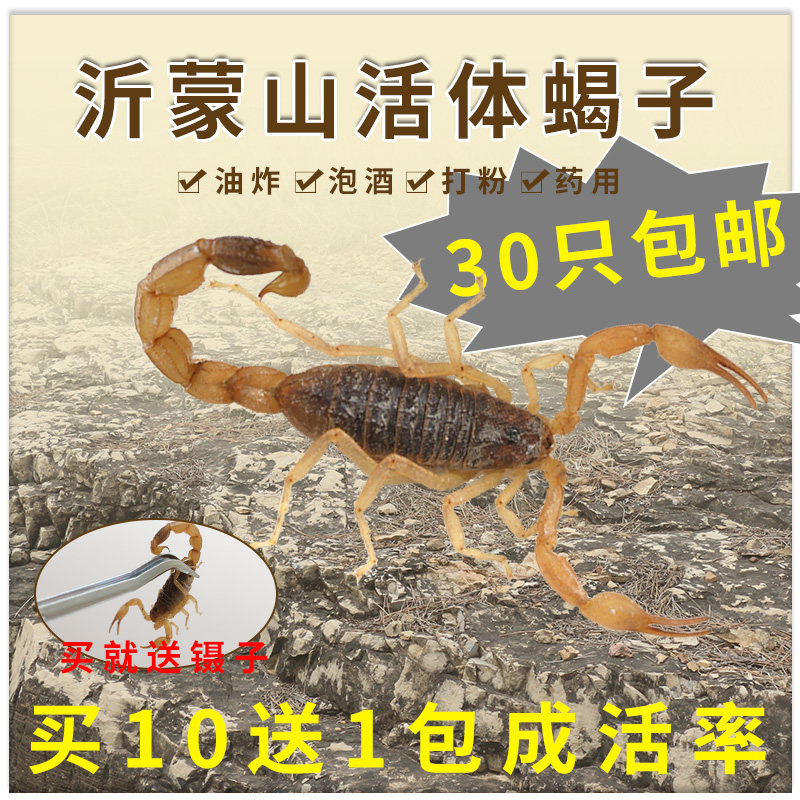 【急速发货】沂蒙山活体蝎王十足全蝎养殖活蝎子泡酒油炸煲汤全虫