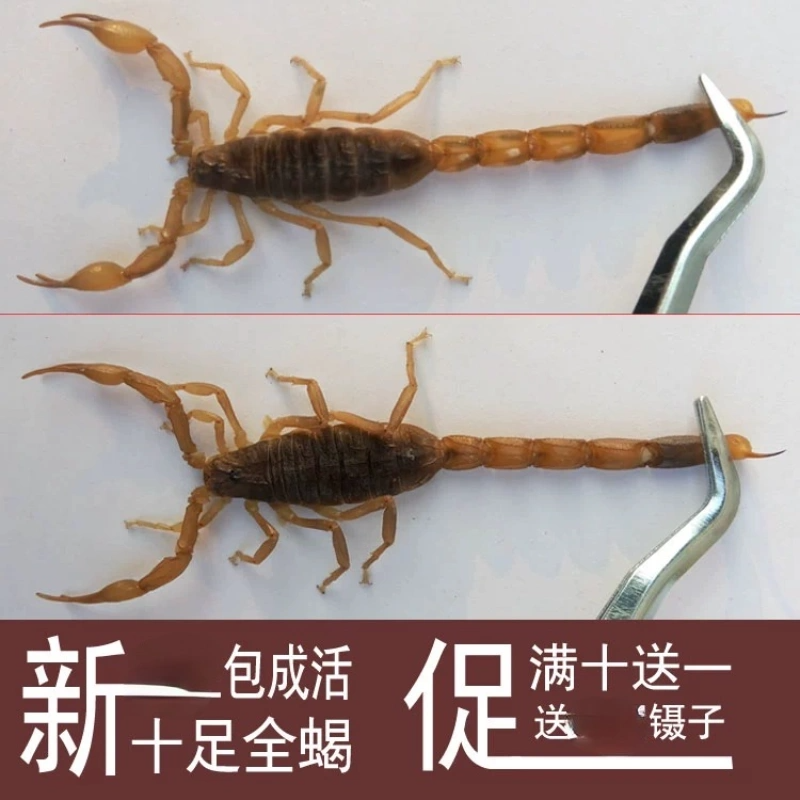 【100只-200只】蝎子活体蝎子沂蒙十足全蝎可泡酒煲汤油炸食用