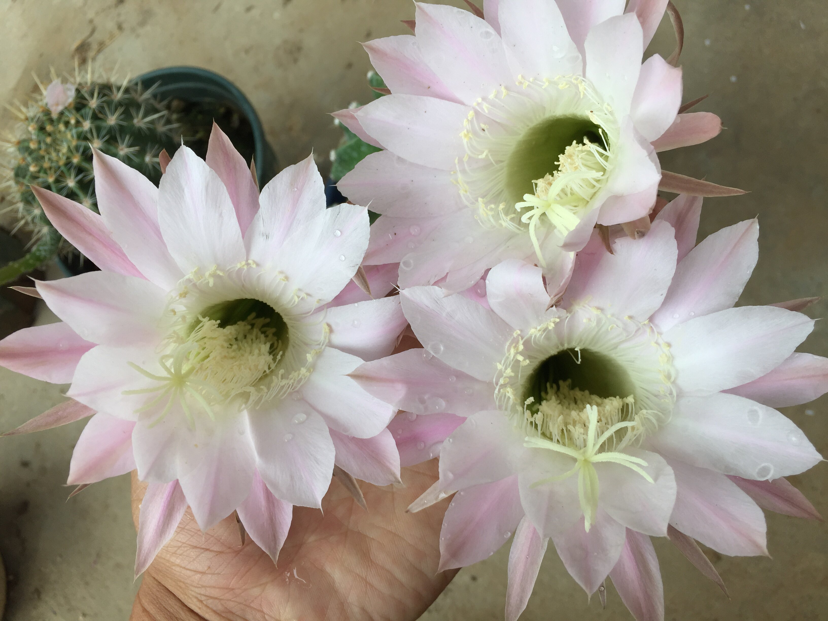 仙人球 淡粉草 超大花卉 彩草 小盆栽办公室内桌面防辐射多肉植类