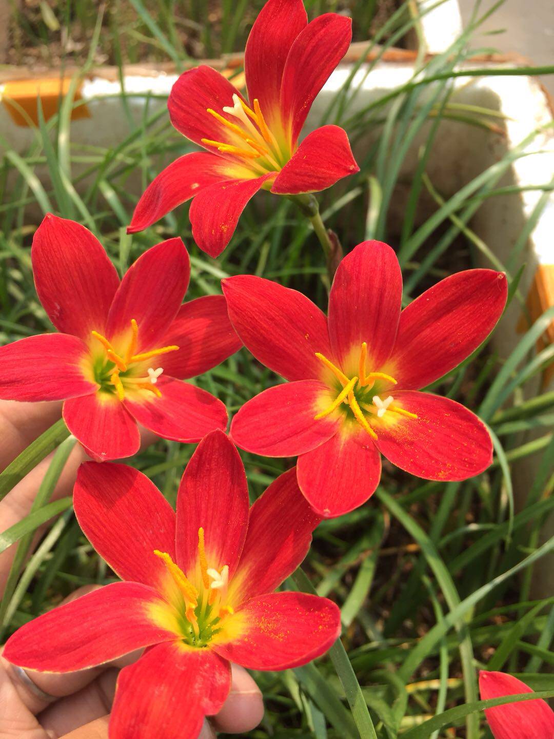 风雨兰小新z. pride of singapore新加坡的骄傲植物盆栽花卉