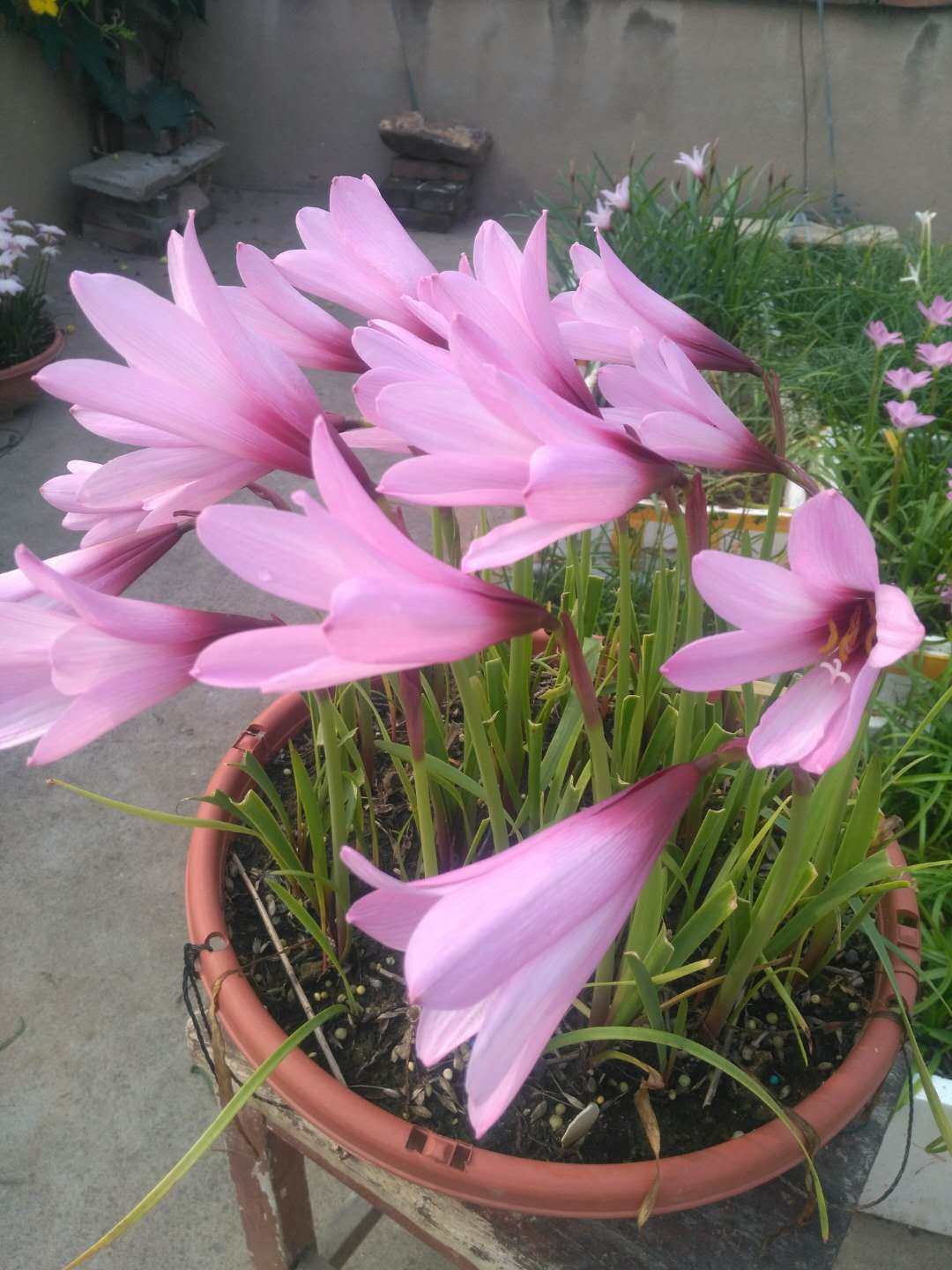 现货 超大花 珍宝 habranthus jumbo风雨兰 多年生盆栽植物