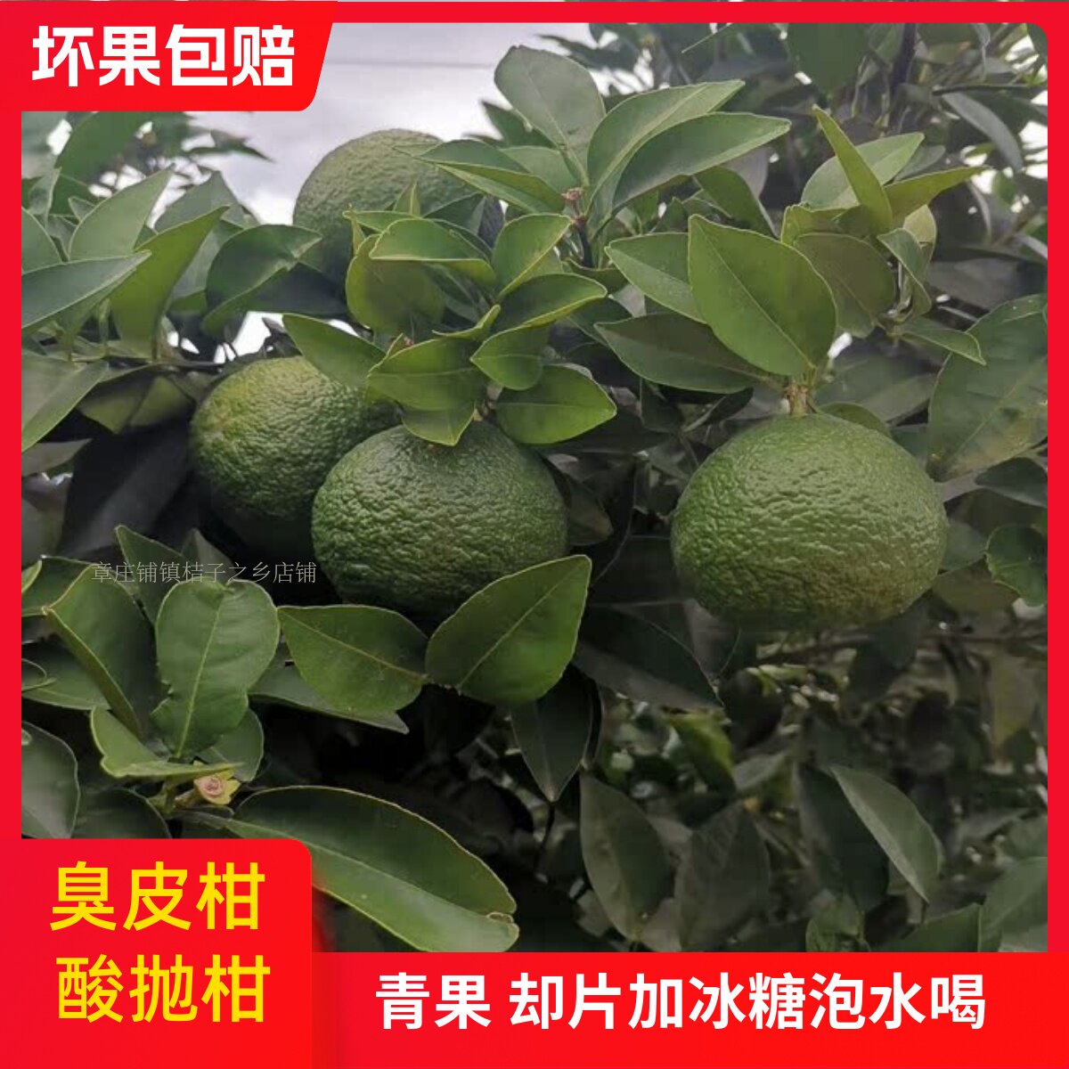 湖北湖南青果酸抛柑臭皮柑孕妇青皮水果苦酸柑子 - 实物图