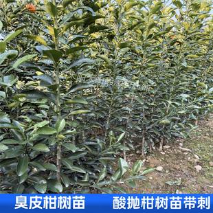 湖北湖南臭皮柑抛柑树苗酸抛柑苦柑子树苗有刺