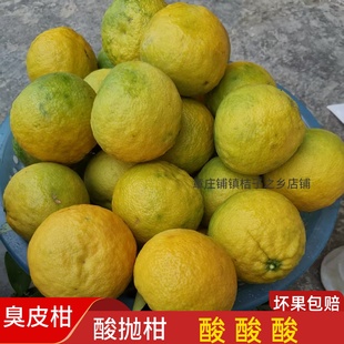 湖北湖南枳壳酸抛柑臭皮柑孕妇水果苦酸柑子黄皮