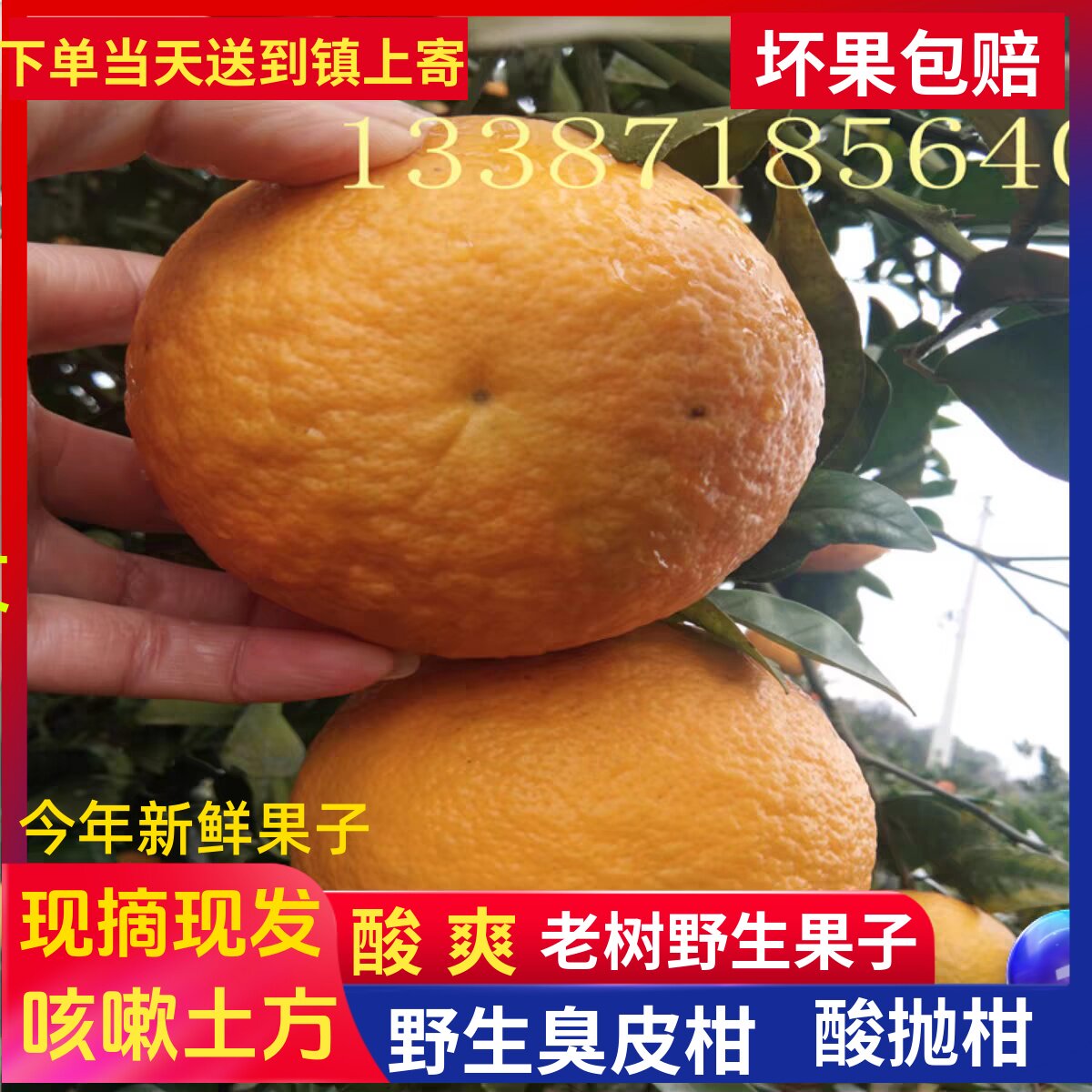 湖北湖南野生酸抛柑臭皮柑抛柑新鲜孕妇黄皮水果苦药酸泡柑酸柑子