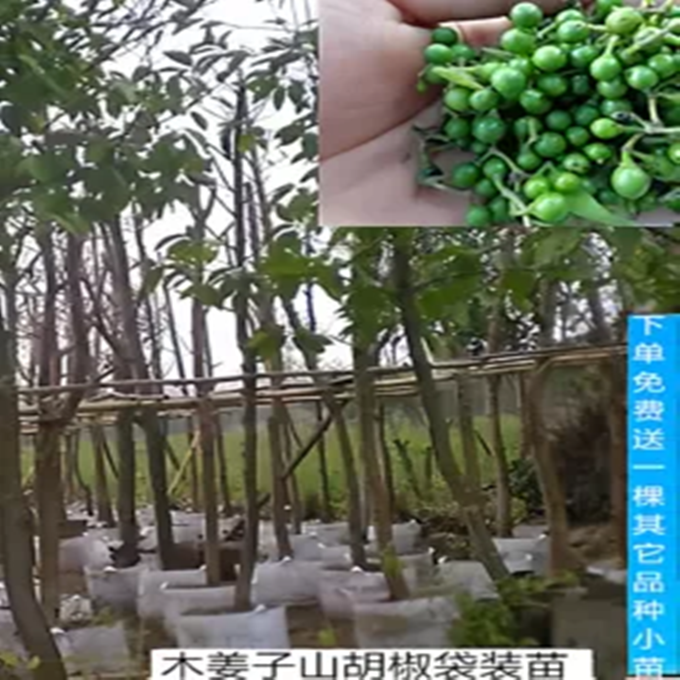 湖南木姜子山苍子树苗辣姜子木章子山姜子木香子山胡椒泥球苗袋装