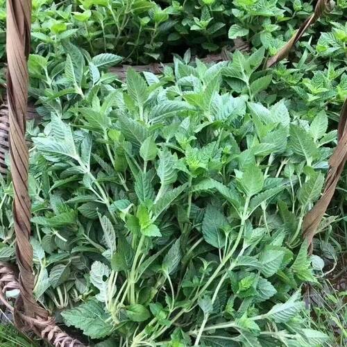 凉粉草种子烧仙草原料蜜