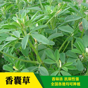 甘肃香豆子种子食用香囊草种子香包驱蚊草中华香草四季阳台盆栽
