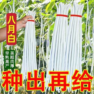 八月白豆角 白豇豆 上架豆角四季长豆角白玉豆角白色蔬菜籽种子