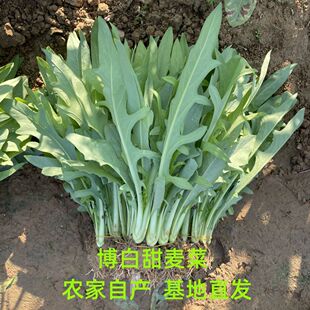正宗广西博白甜麦菜四季苦麦菜高州甜麦菜阳台庭院高产脆甜新鲜