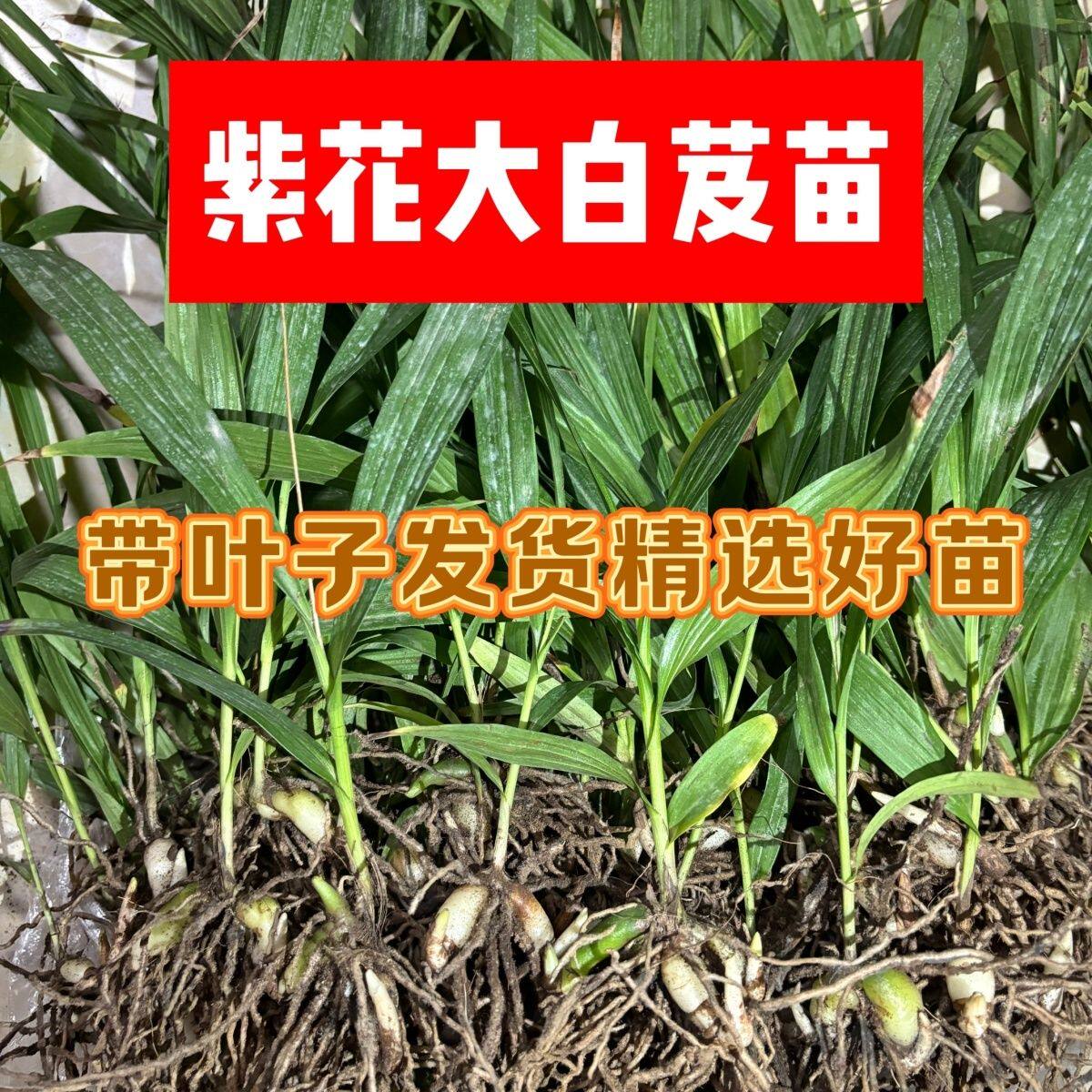白芨苗种苗中药材白及种植云南紫花三叉大白芨驯化苗正品2年大苗