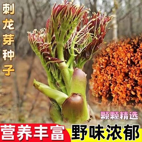 刺龙芽种子南北方庭院盆