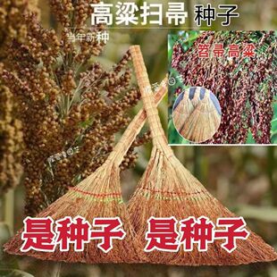 笤帚高粱种子红糯高粱种籽春夏季播酿酒食用抗旱抗倒扫把高梁种子