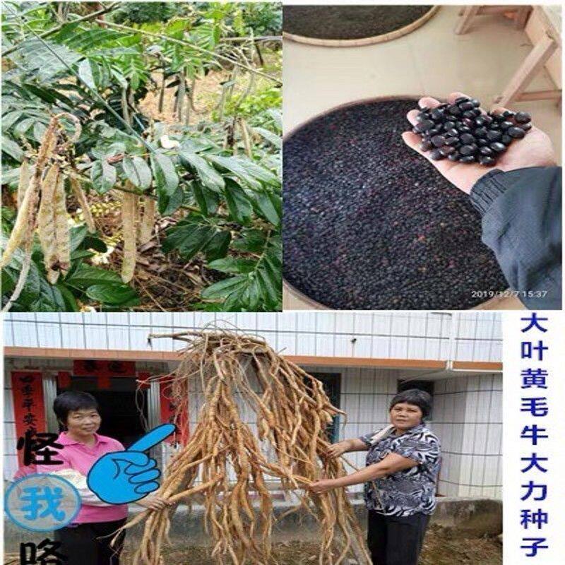 牛大力种子美丽崖豆藤牛大力藤山莲藕牛大粒籽种苗南北方药材种子