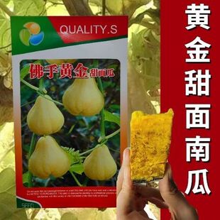 佛手黄金甜面瓜种子 佛手瓜种子佛手瓜籽农家菜园四季播蔬菜种子