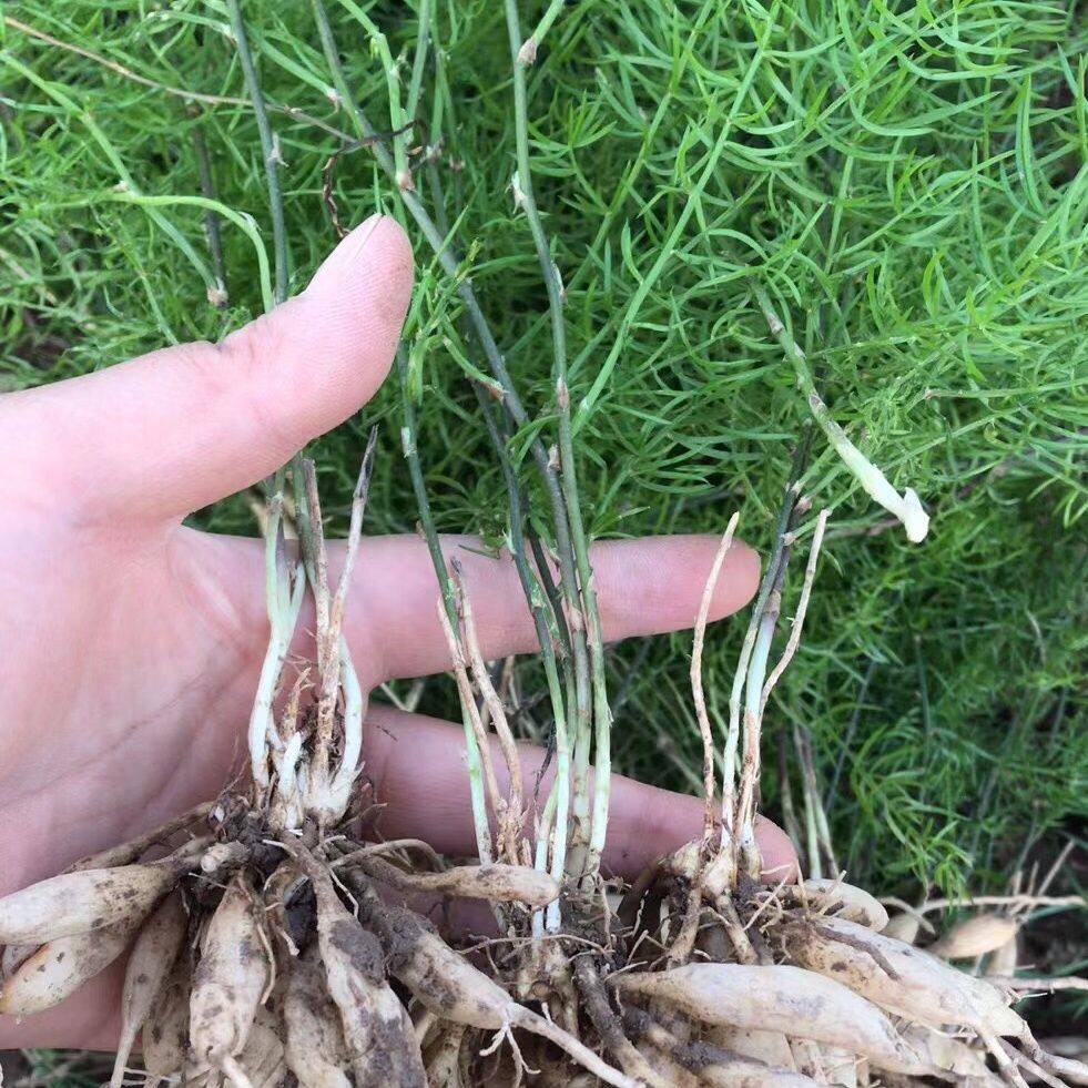 优质的天冬苗天门冬药材 大天冬 提供技术指导 基地现挖带叶发货